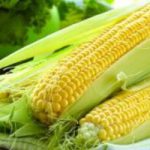 Mơ thấy bắp ngô đánh con gì