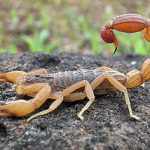 Mơ thấy bò cạp đánh con gì