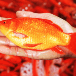 Mơ thấy cá chép đỏ đánh con gì