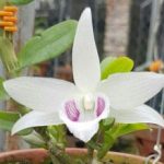 Mơ thấy hoa lan đánh con gì