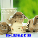 Mơ thấy con thỏ có ý nghĩa gì? Đánh con lô bao nhiêu?