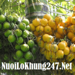 Nằm mơ thấy quả cau có ý nghĩa gì? Nên đánh con lô bao nhiêu?