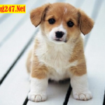 Mơ thấy chó có ý nghĩa gì? Đánh con lô bao nhiêu?
