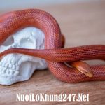 Giải mã: Nằm mơ thấy rắn có ý nghĩa gì? Nên đánh con lô bao nhiêu?
