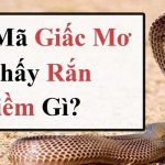Mơ Thấy Rắn Là Điềm Gì? Nên đánh con số bao nhiêu?