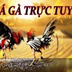 Đá Gà Trực Tiếp HB88: Nơi Hội Tụ Những Trận Đấu Đỉnh Cao