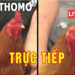 Đá Gà Trực Tiếp Và Dịch Vụ Phát Lại Trực Tiếp Đá Gà Thomo