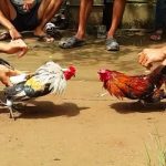 Đá Gà HI88 – Khám Phá Những Giải Đấu Chọi Gà Cuồng Nhiệt