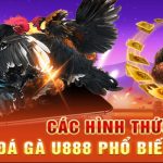 Thưởng Thức Trận Đấu Đá Gà Cựa Dao Cực Hay Trên U888