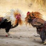 Trải nghiệm đá gà chọi nhiều chiến kê tai cổng 77Bet