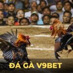 V9bet với tựa game đá gà C1 – Giải đấu đầy hấp dẫn và cơ hội chiến thắng lớn cho kê thủ