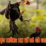 ĐÁ GÀ GOAL123 – SÂN CHƠI GIẢI TRÍ HẤP DẪN CHO TÍN ĐỒ ĐAM MÊ ĐÁ GÀ TRỰC TUYẾN