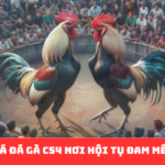 Đá Gà C54: Hành Trình Đỉnh Cao Của Đam Mê