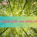 Giải mã: Ý nghĩa giấc mơ thấy cây? Con số tài lộc?