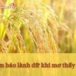 Tìm hiểu điềm báo lành dữ khi mơ thấy lúa? Con số nên đánh?