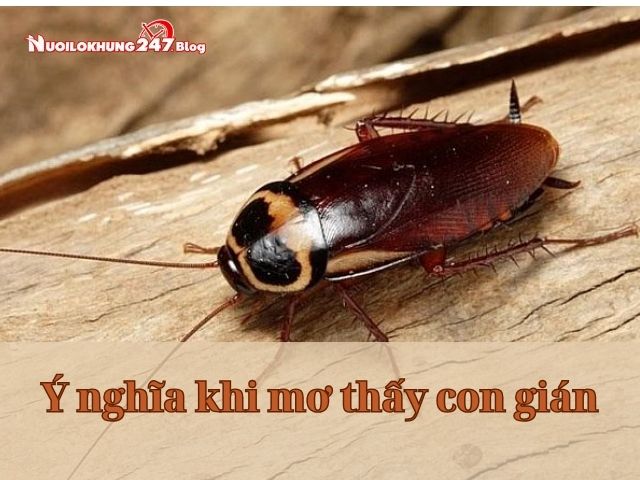 nằm mơ thấy con gián