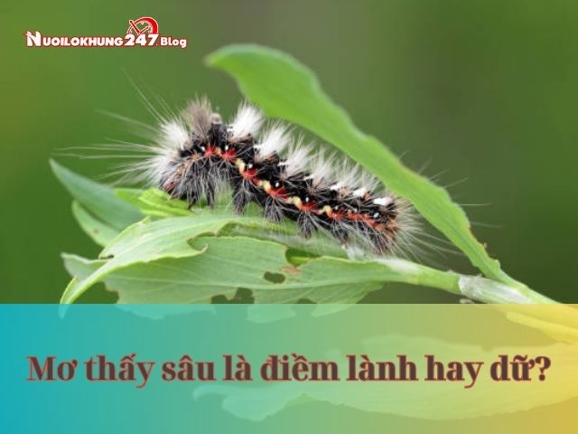nằm mơ thấy sâu